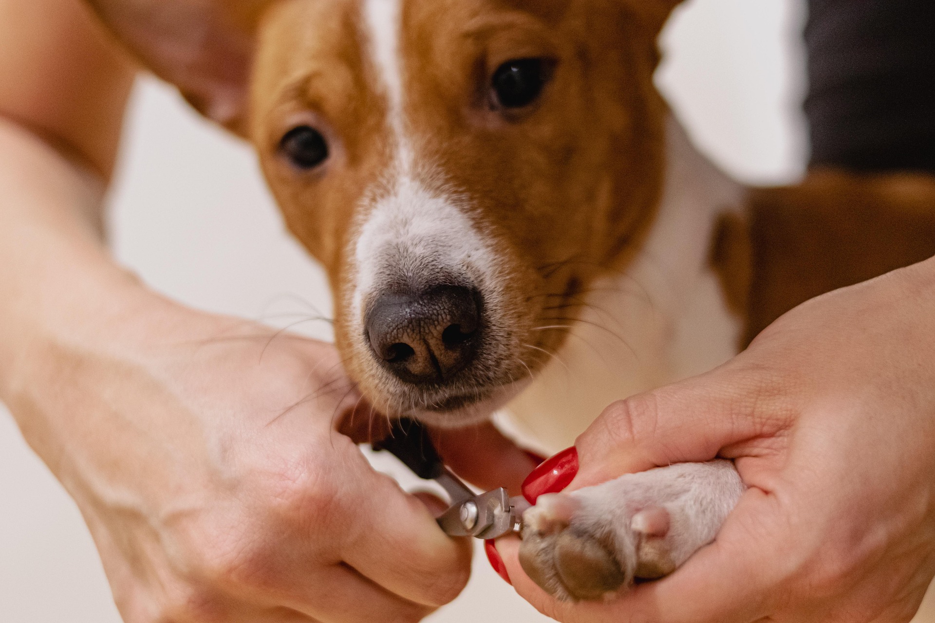 Pet Owners Spend More on Their Furry Friends Than Their Health