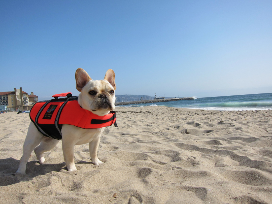 California Dogs - Popular Breeds and Dog Care Tips