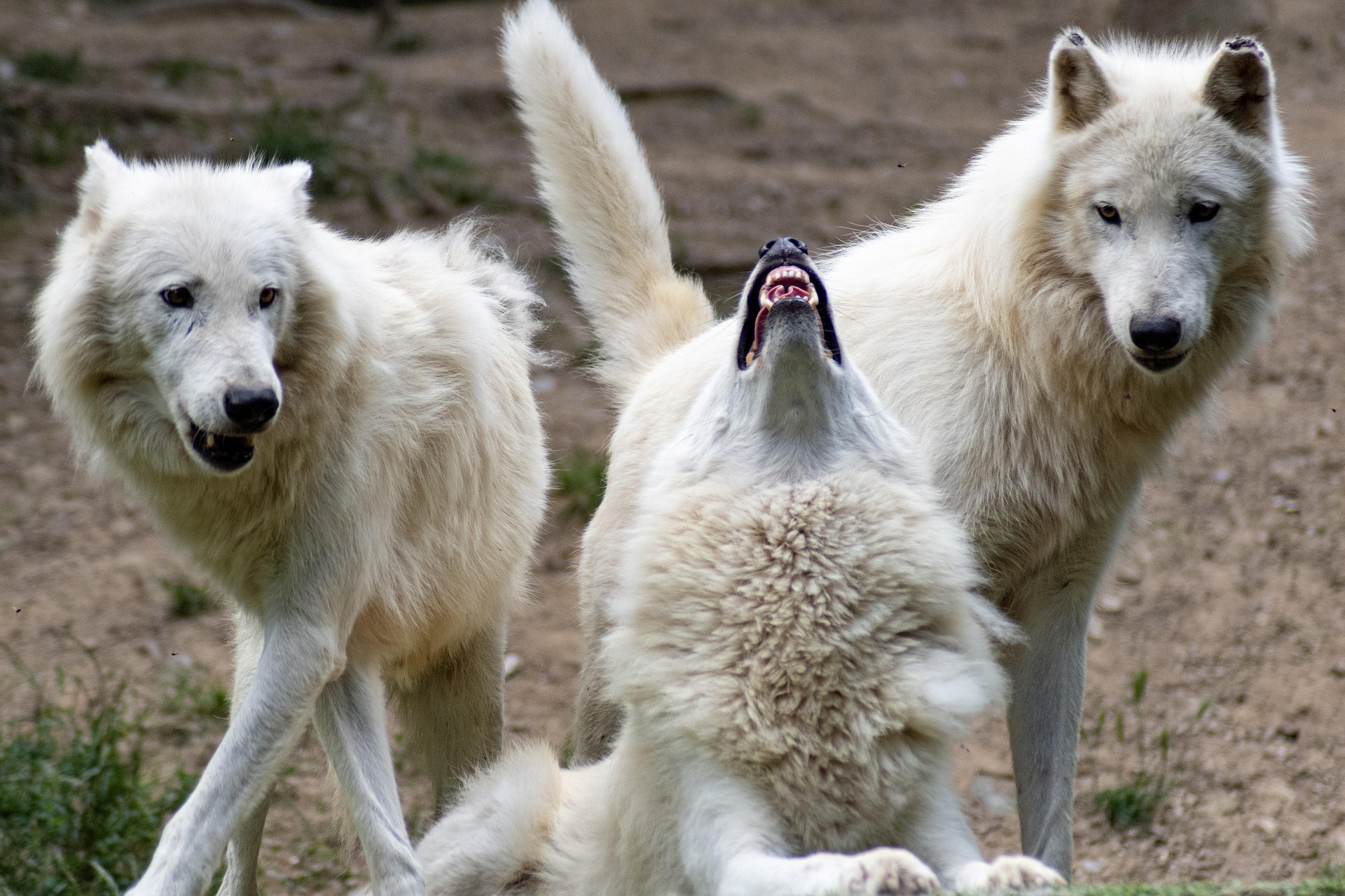 Puppy Dog Eyes - How Dogs Can and Wolves Can’t