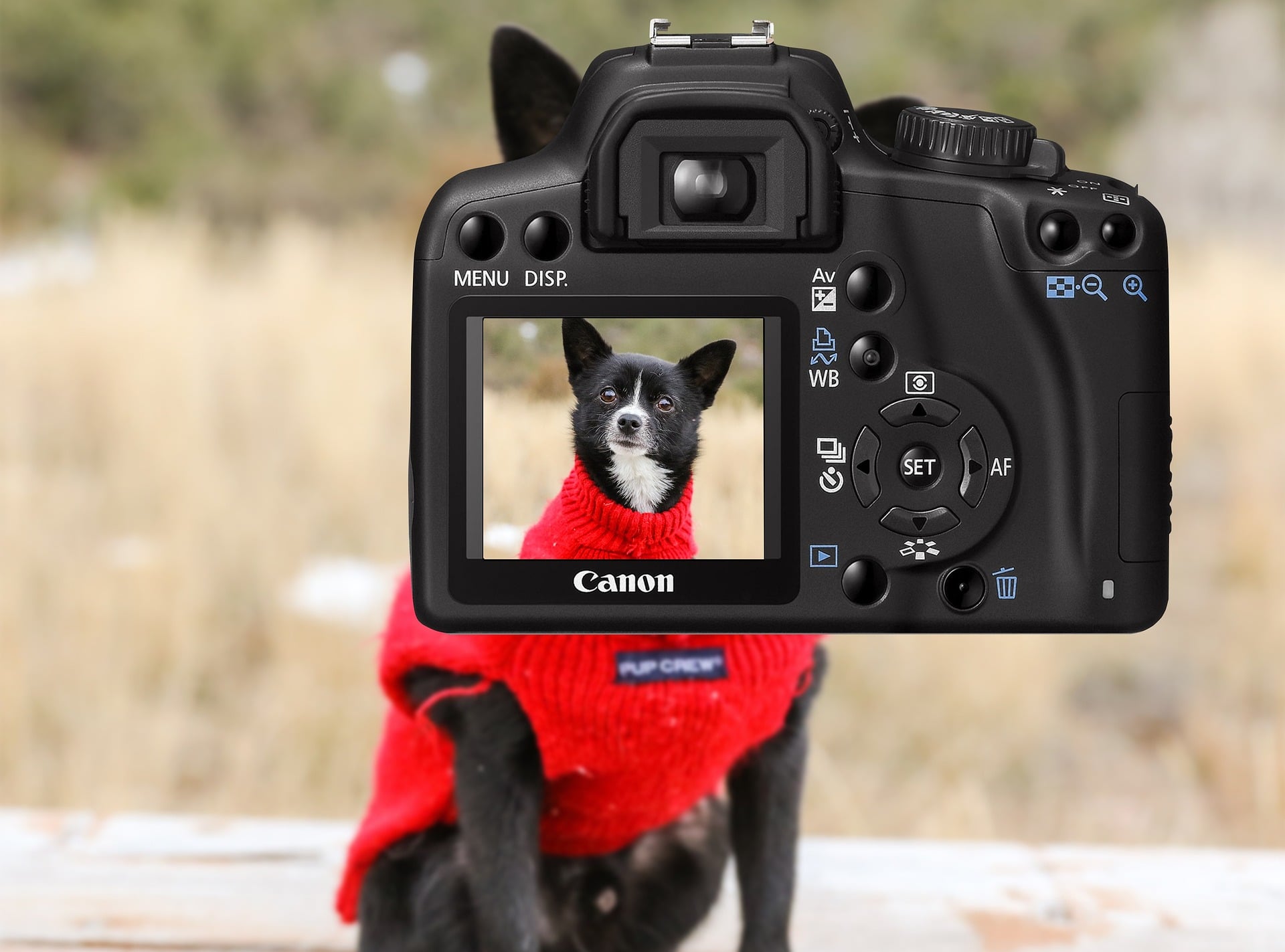 5 Essential Questions to Ask a Dog Seller Before You Visit