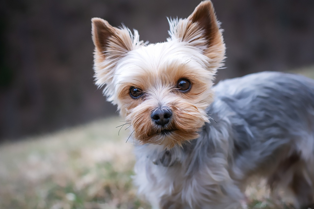 Rare Dog Breeds that May Interest You