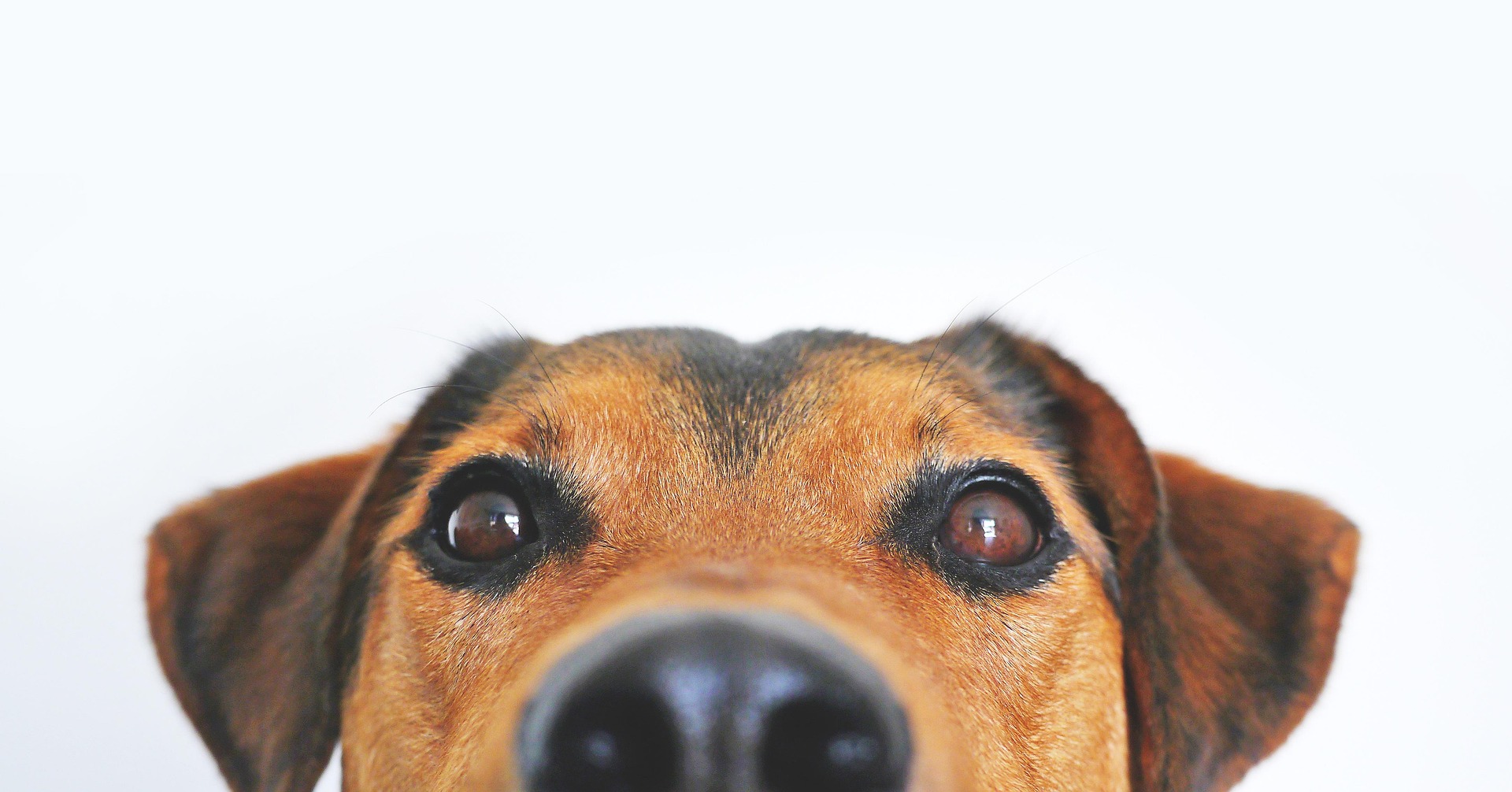 Rarest Dog Breeds in the US - Updated 2026 List