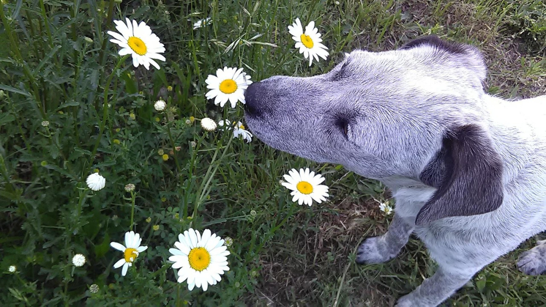 Scent Training Supports Dog Behavior: Learn to Train
