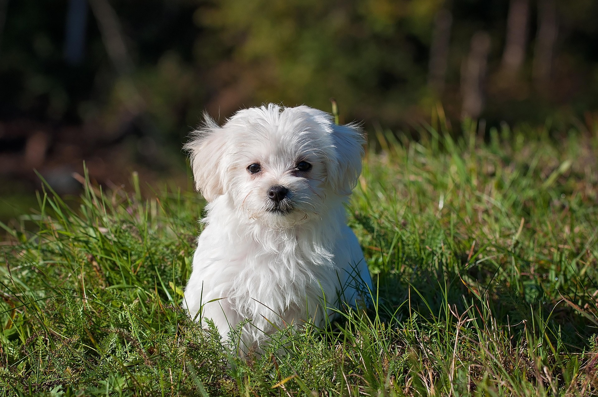 Puppy Secondary Fear Period: Adolescent Dog Behavior Guide