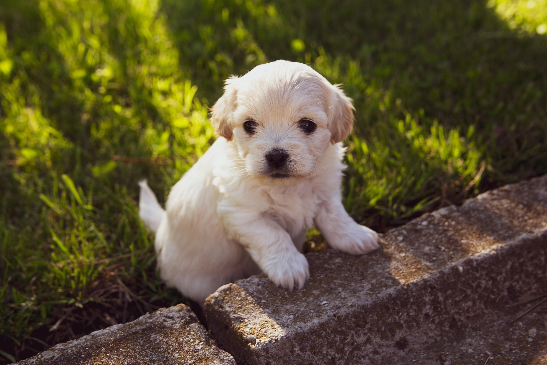 Should Deposits for Puppies Be Non-Refundable?