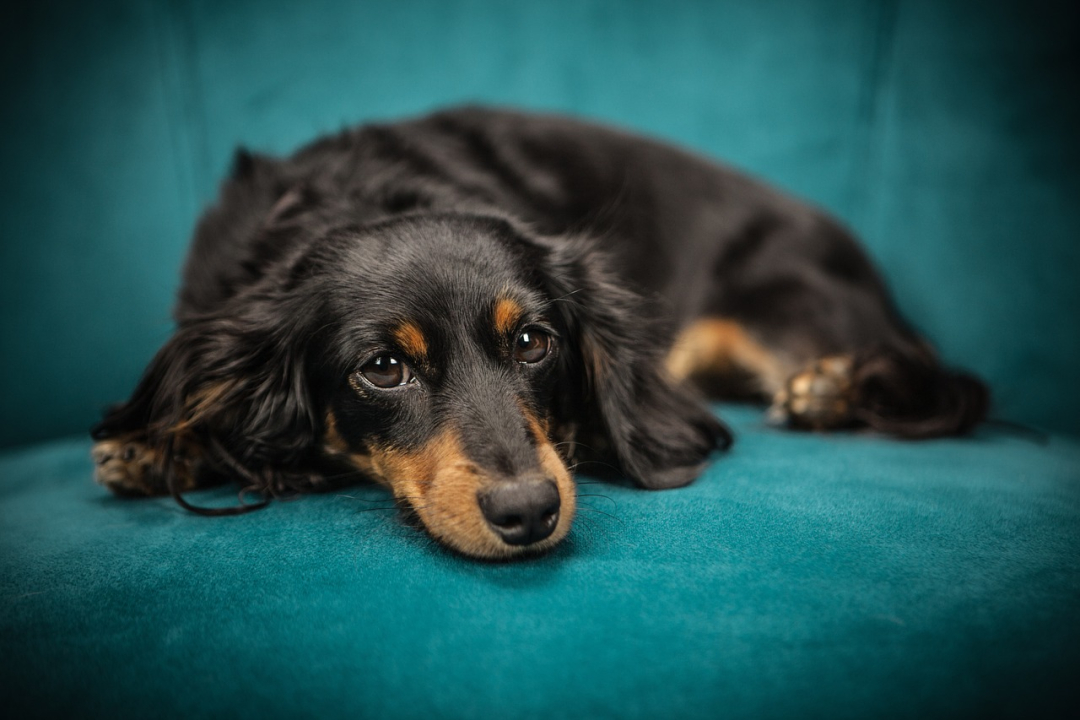 Dog on Sofa: Should it be Allowed or Encouraged?