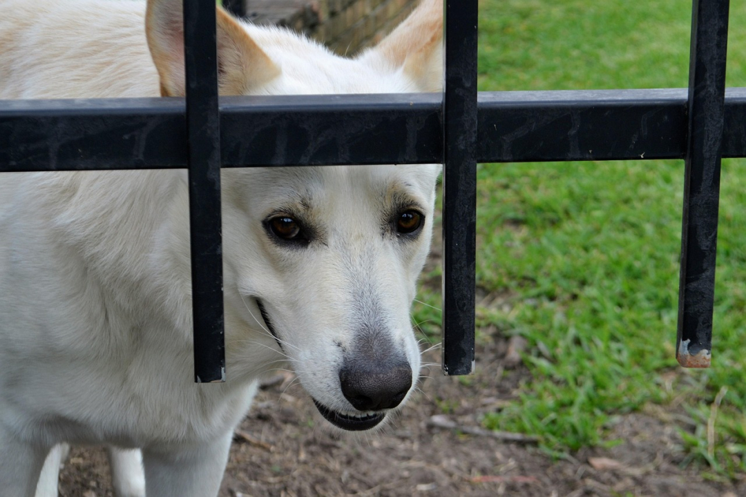 Dog Breeders Insurance: Is it a Wise Investment