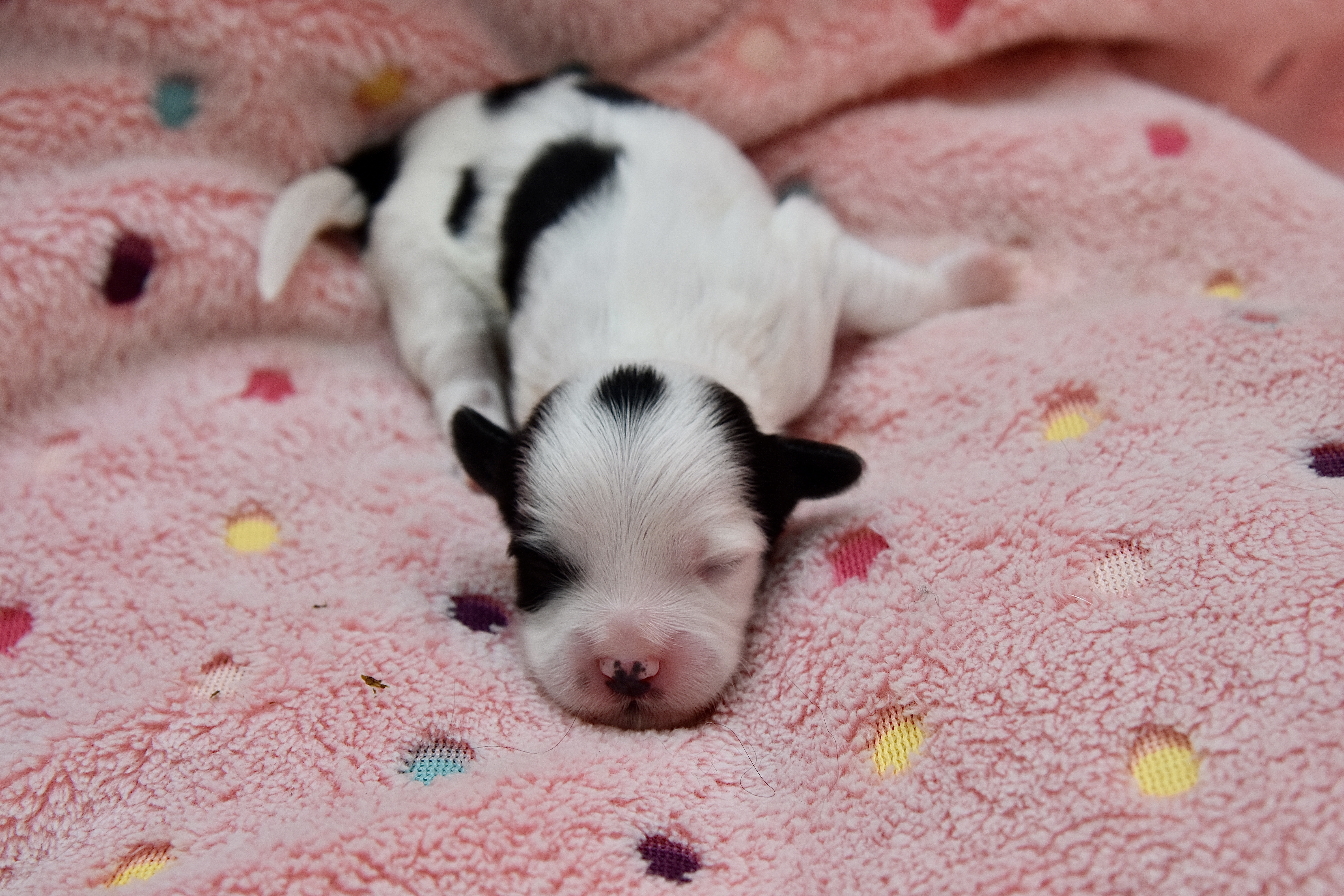Should You Let Your Dog Sleep With You? Top Tips