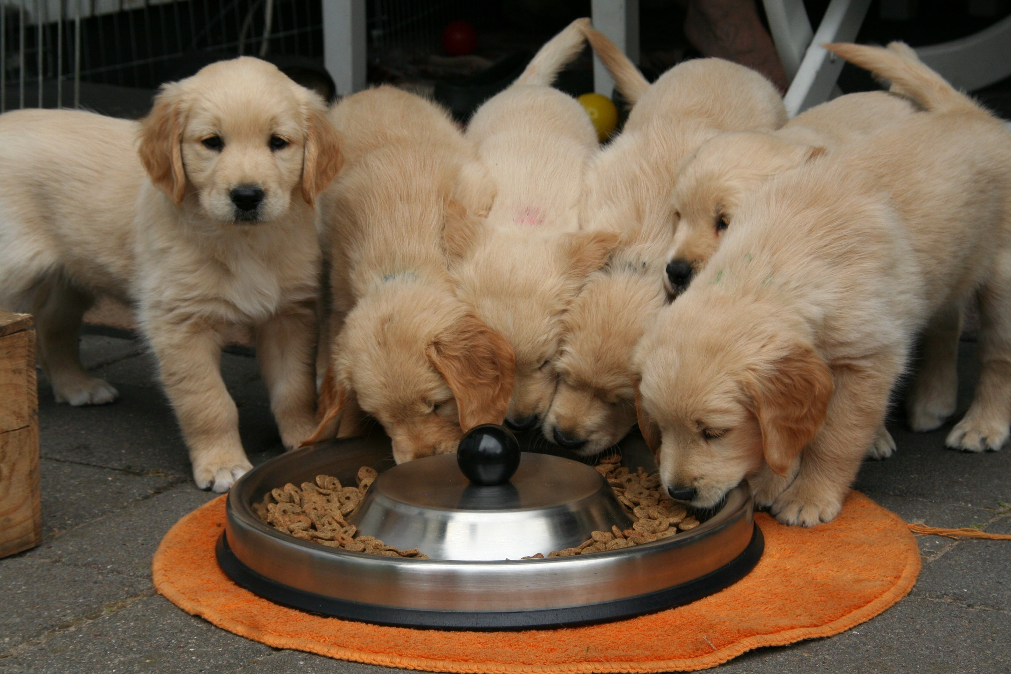 Runt of the Litter: Should It Cost Less?