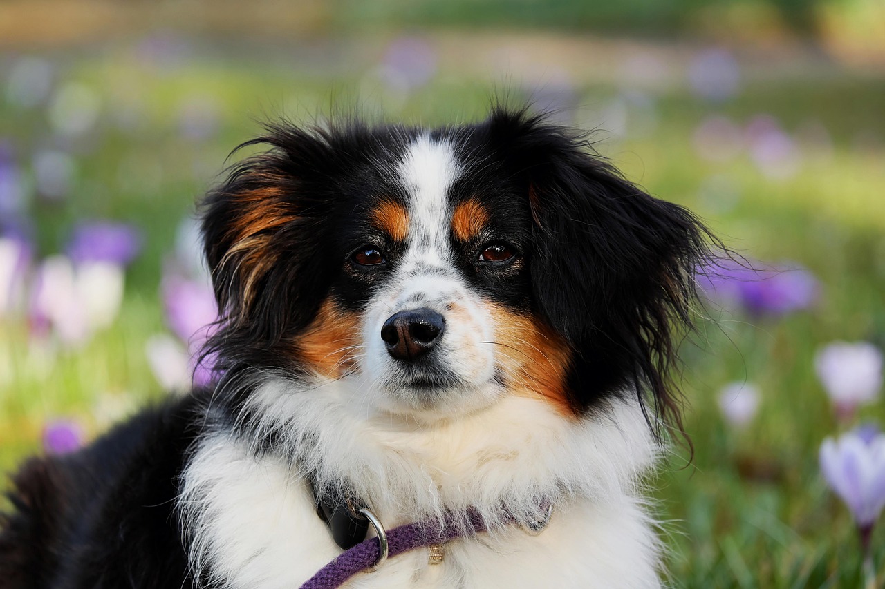 Puppies for Christmas: Should You Stop the Sales?