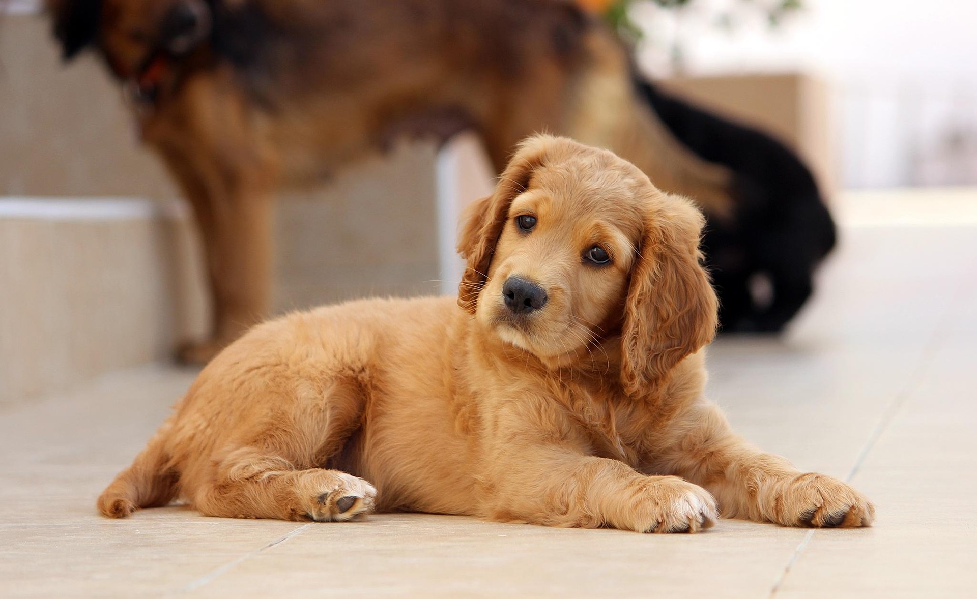 Pet Sitting vs Pet Boarding: Which is Right For You?