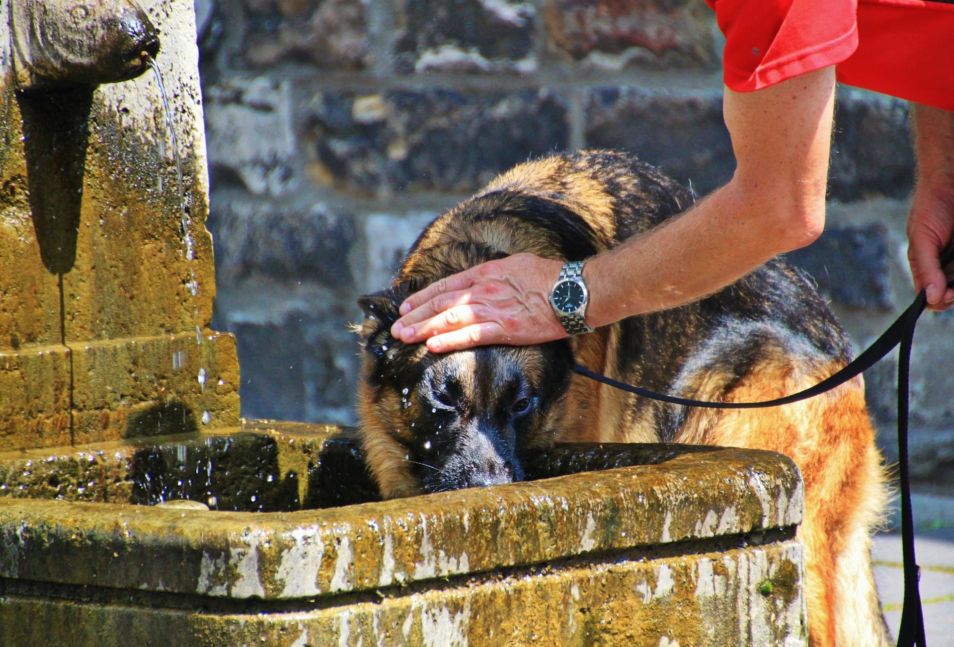 Dog Owners Issued Warning Over Pets Drinking Water