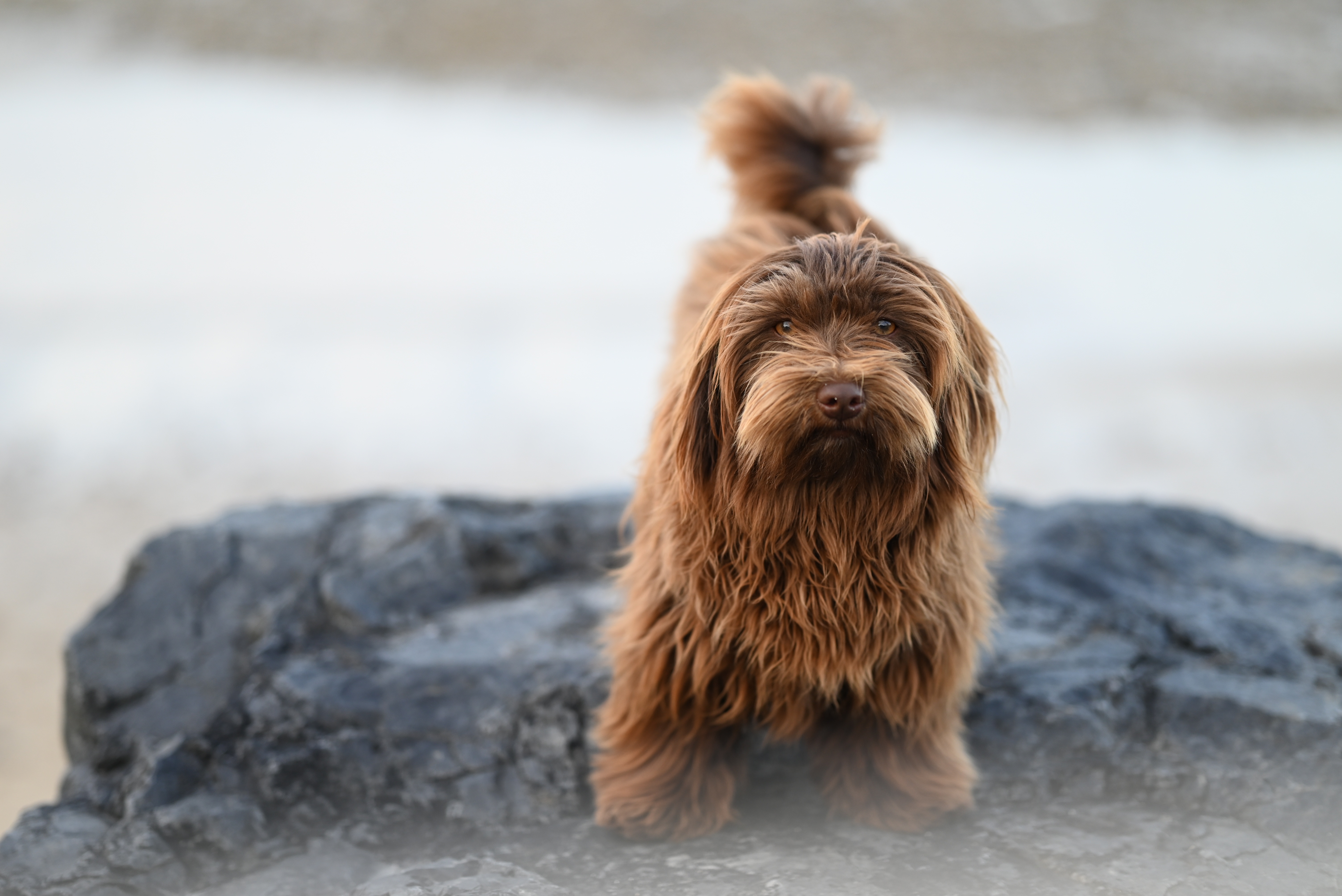 Tracking Your Dog Across the World Using Starlink