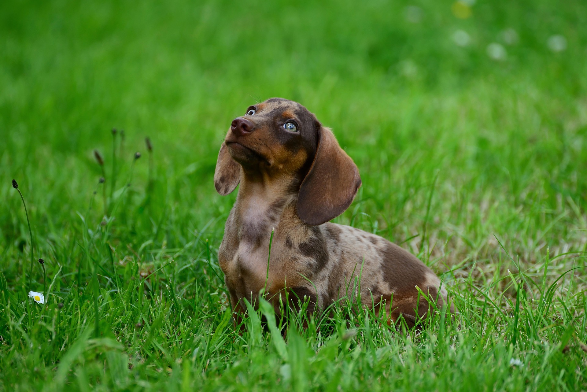 How to Screen Dog Buyers | Professional Puppy Sales Tips