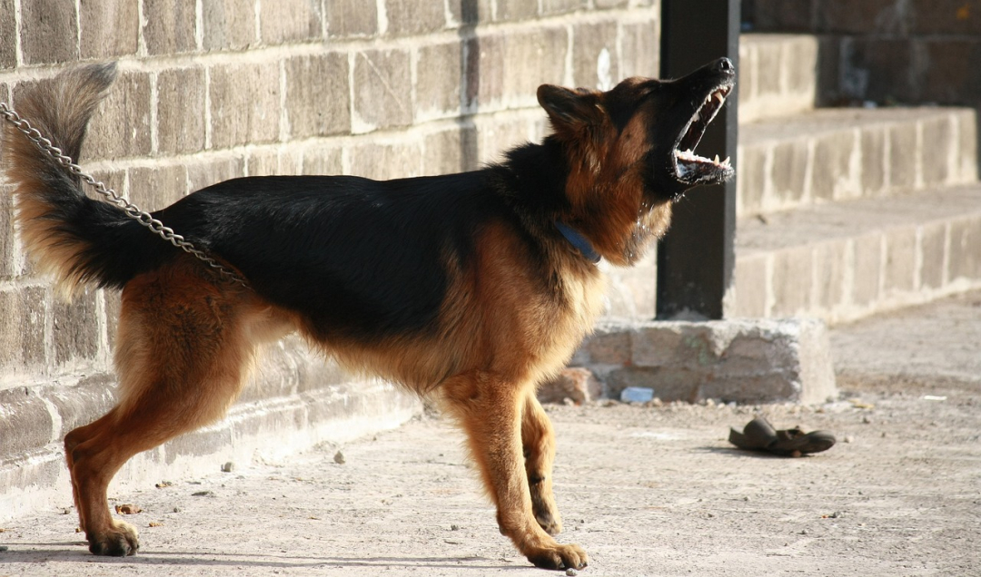 The Barking Debate: Is Delaware’s Dog Noise Law Really Fair?