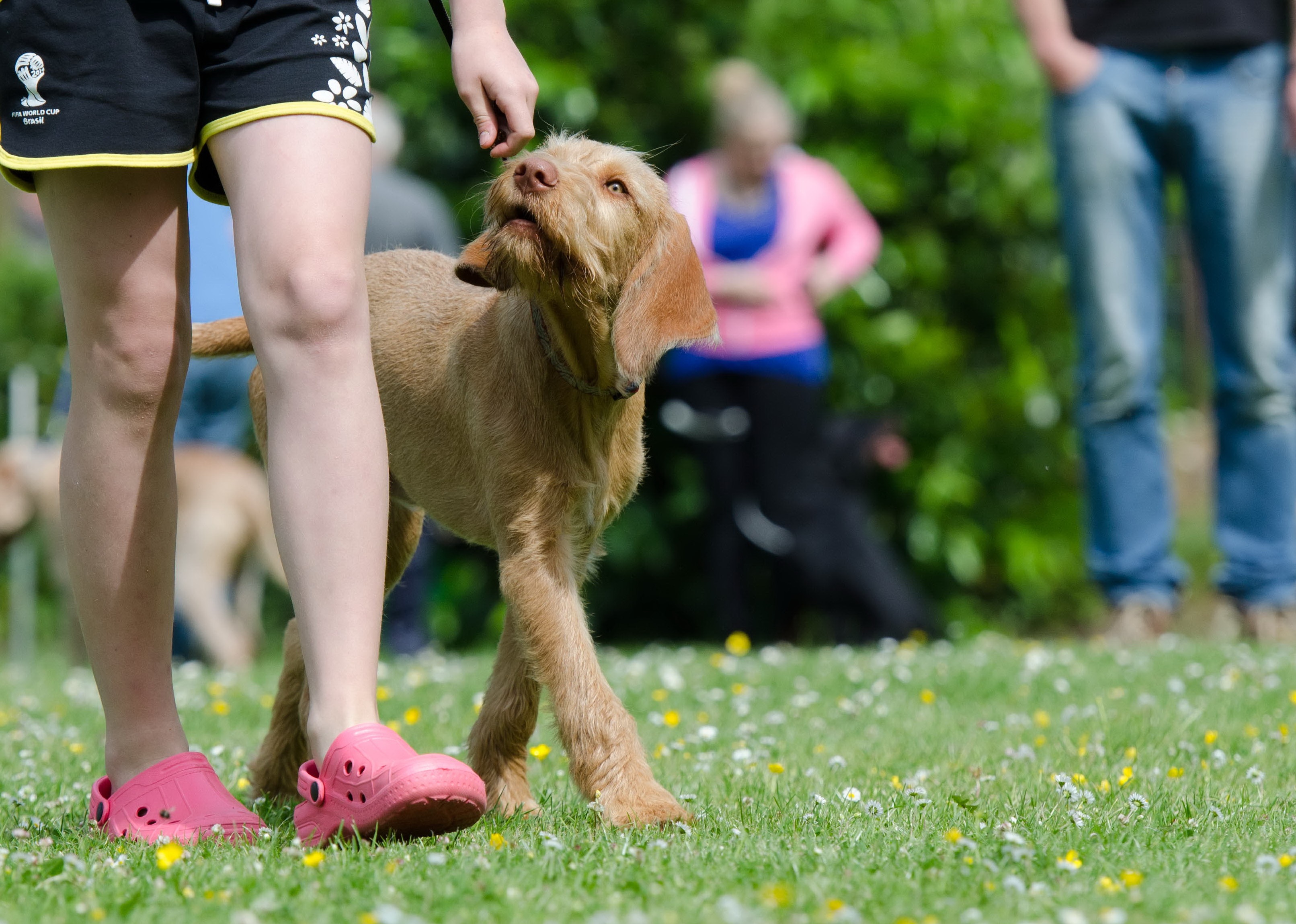 Facility Dog at School: Benefits to Students and Staff