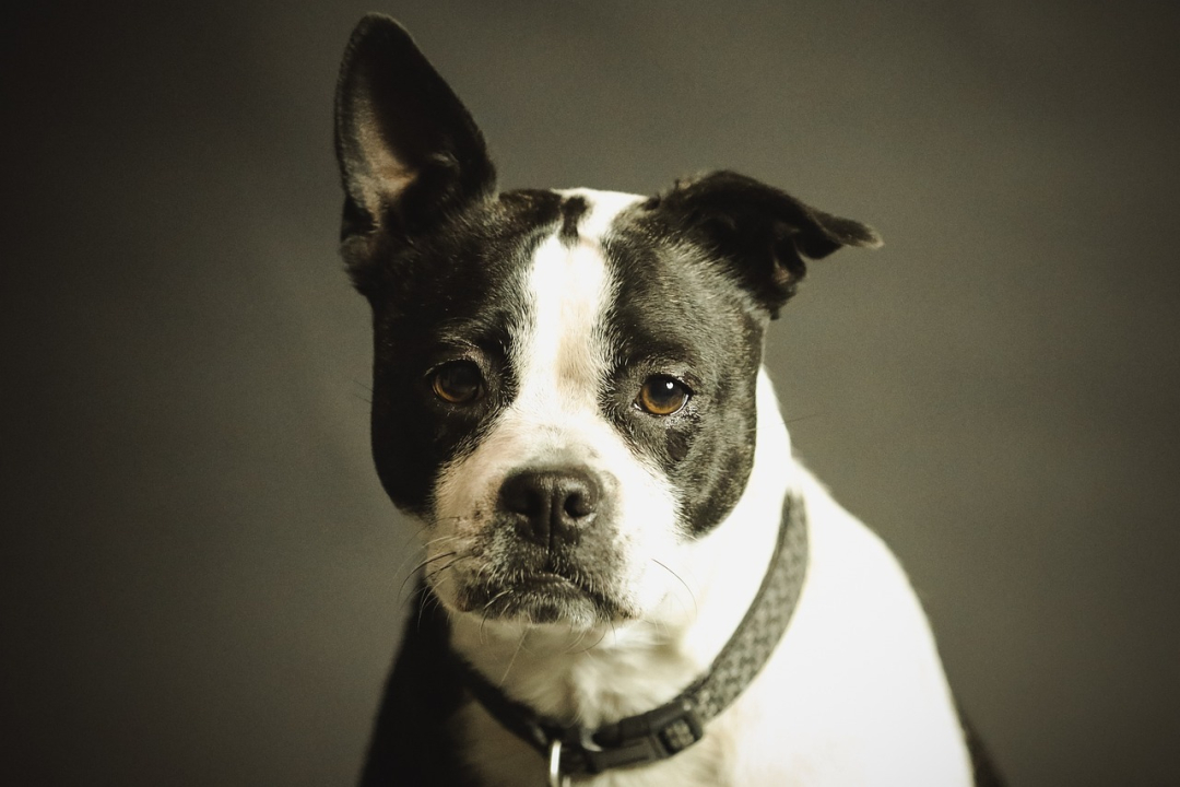 The Most Popular Dog Names in Each State, USA