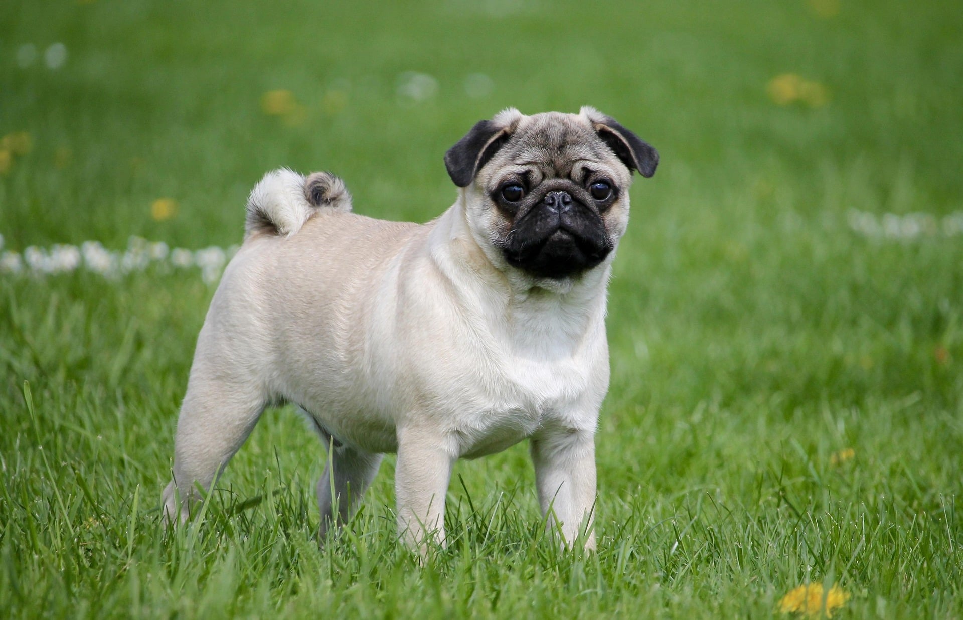 Flat-faced-dog ownership slides globally; US an exception