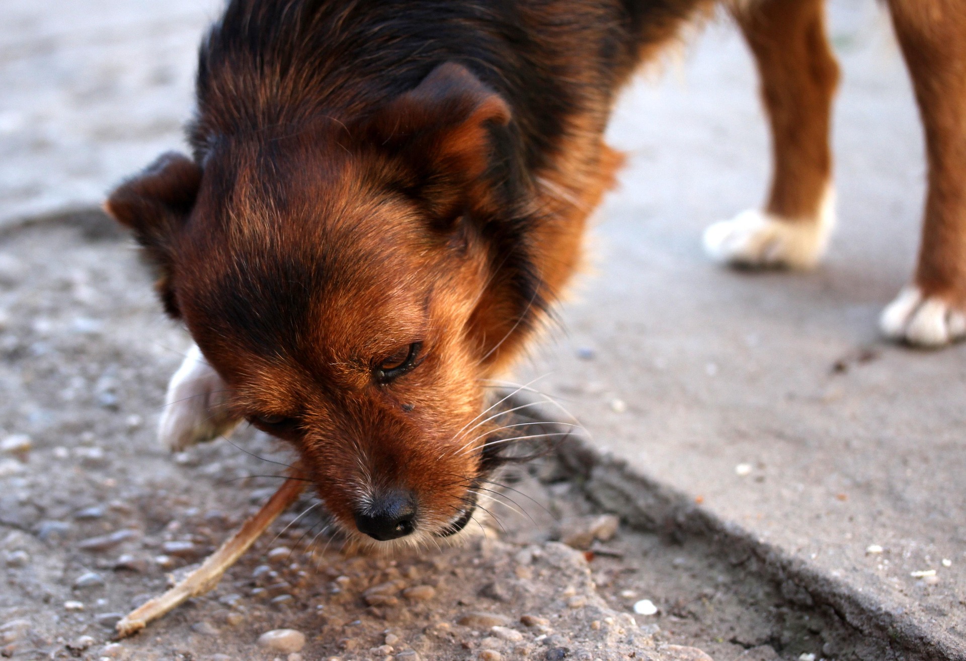 Weird Items Dogs Have Eaten From Across the World