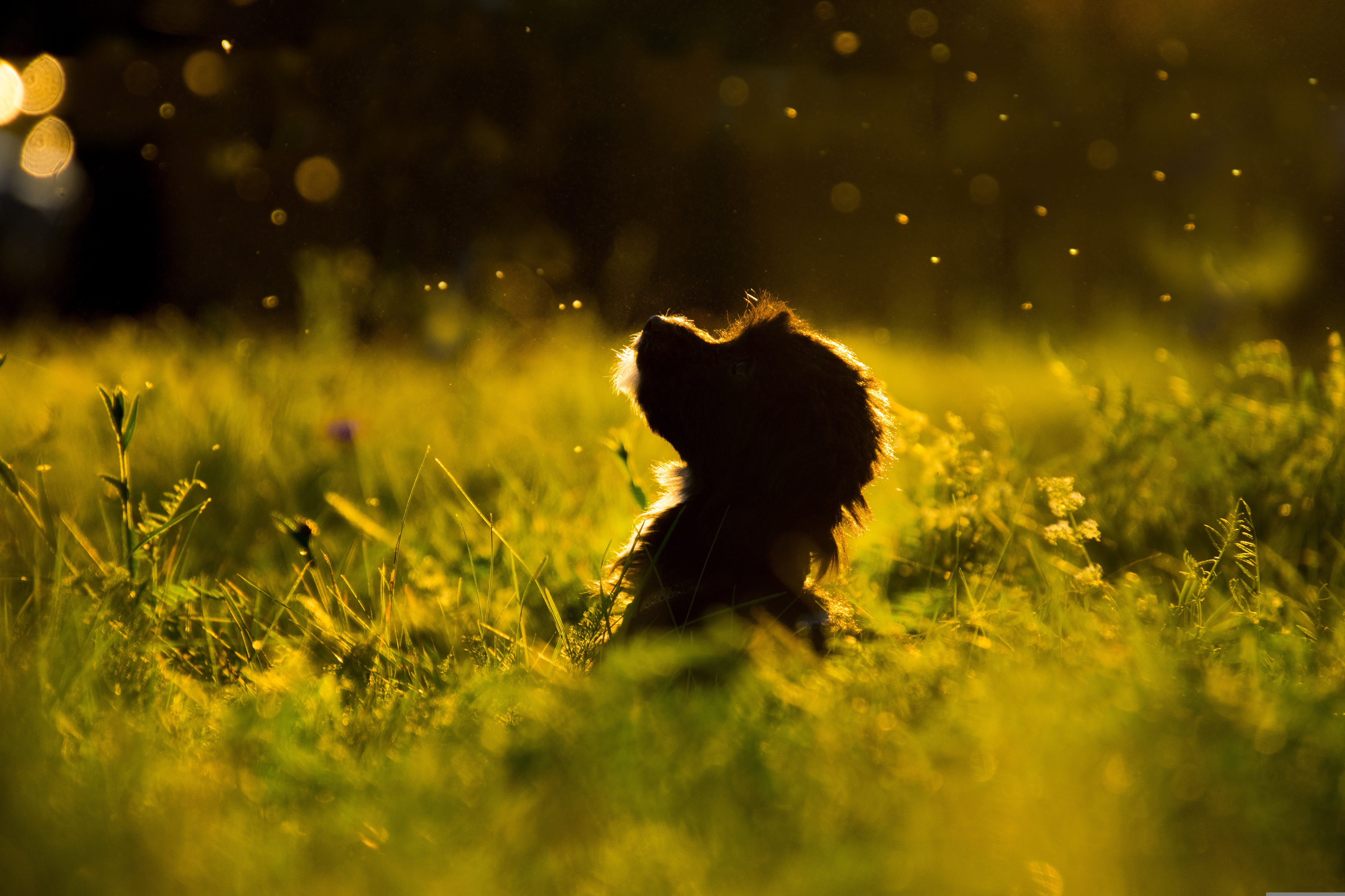 Best Puppy Application Management Software for Breeders 