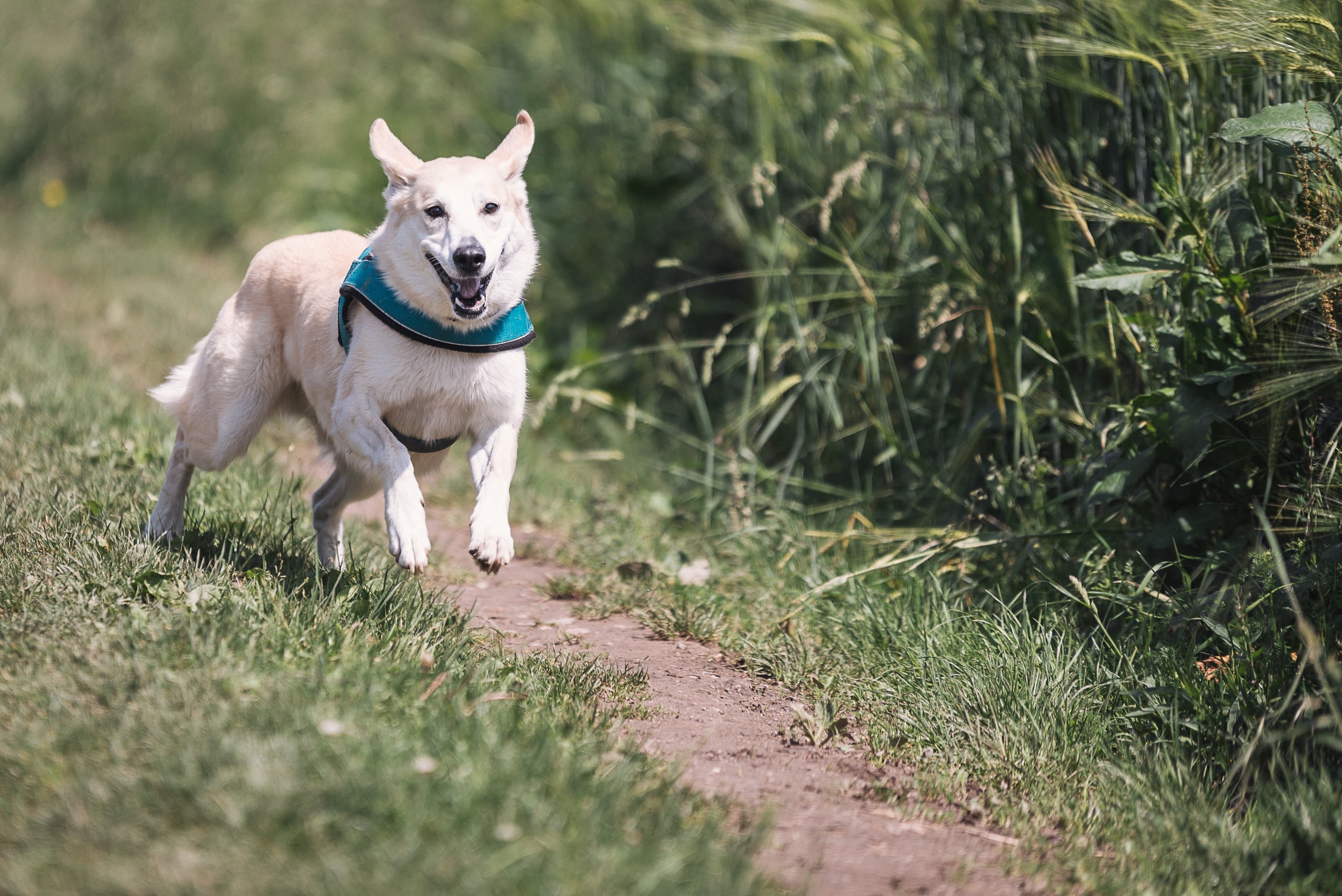 The True First-Year Cost of a Puppy: 2026 Budget Breakdown
