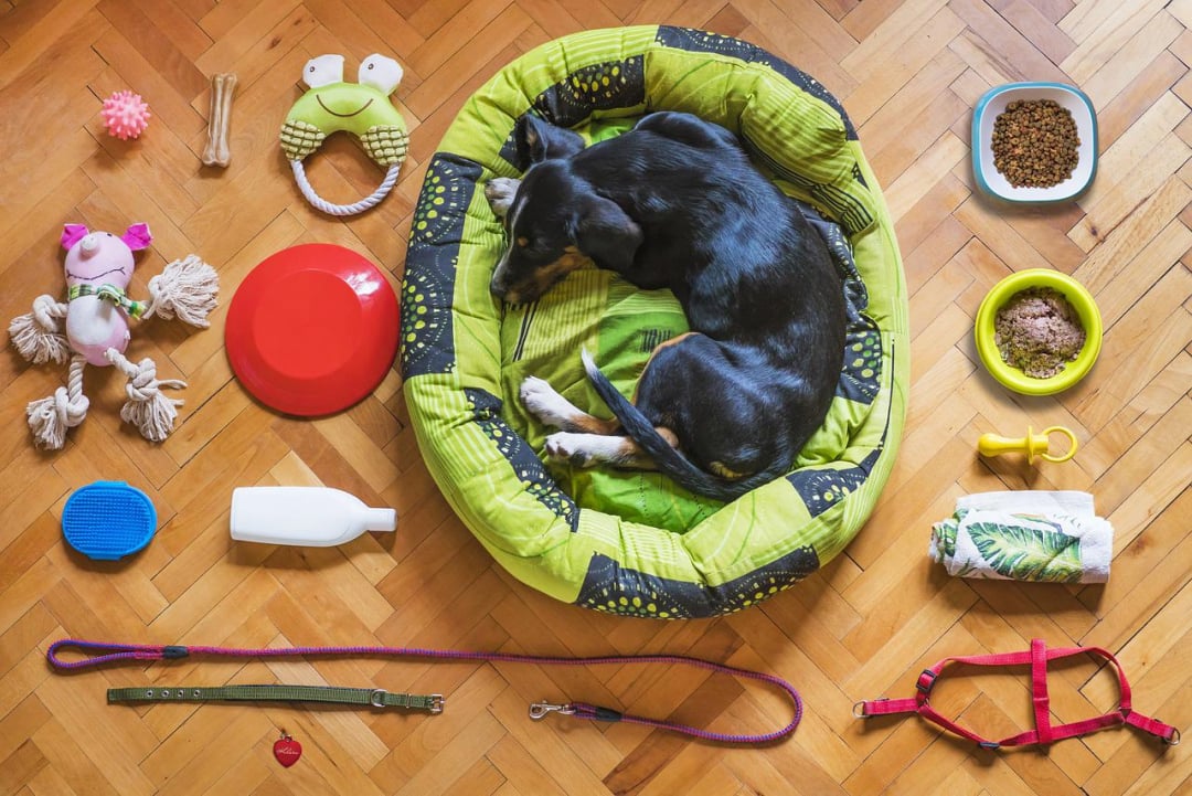 The Ultimate Checklist for New Dog Parents