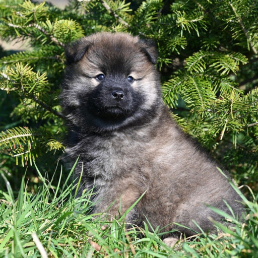 10+ Common Plants that Are Toxic to Dogs