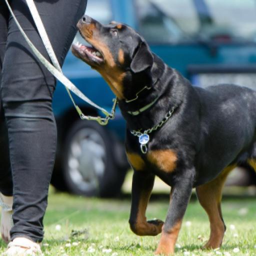 10 Dog Breeds That Were First Bred in the USA