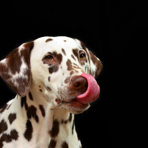 10 Famous Dogs