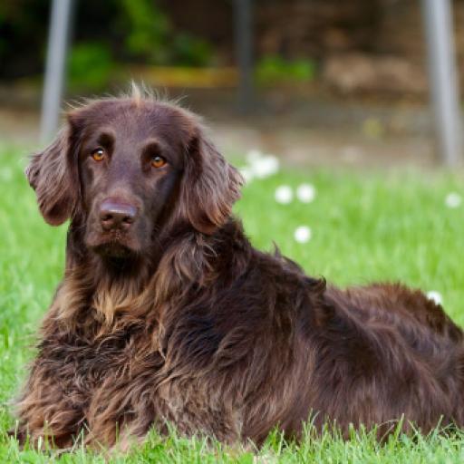 10 Reasons Not to Get a Dog: And Five To Get a Dog