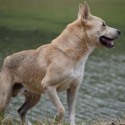 15 Dog Bite Statistics in 2026
