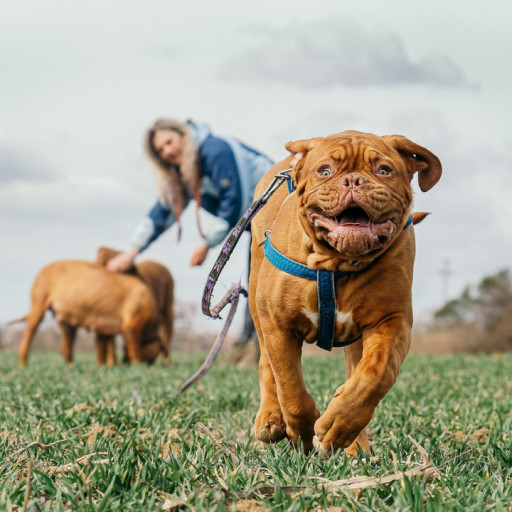 15 Dogs with the Shortest Lifespan