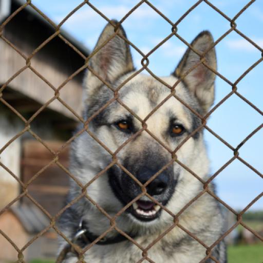 15 Most Common Dog Breeds Found In Shelters