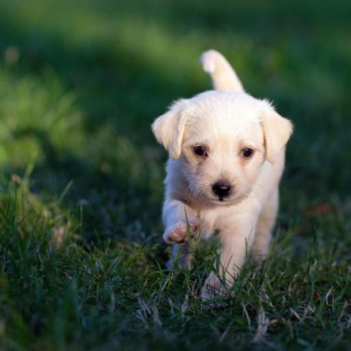 2026 Dog Statistics from Around the World