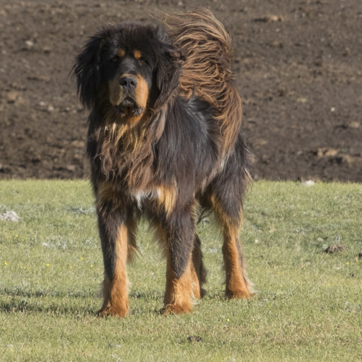 6 Most Expensive Dog Breeds in the US