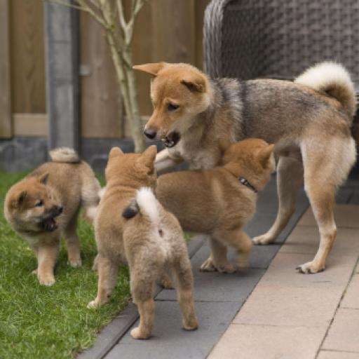 What is the 7 7 7 Rule of Puppies?