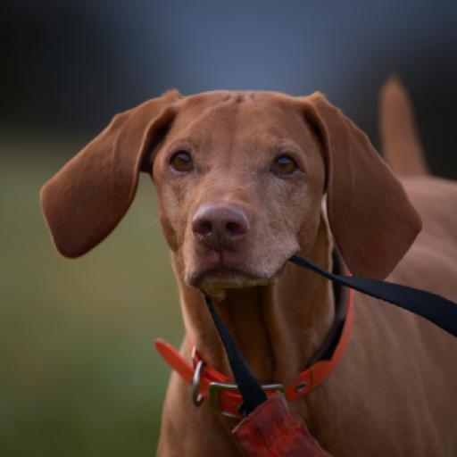 America’s favorite dog breeds will disappear in the next decade