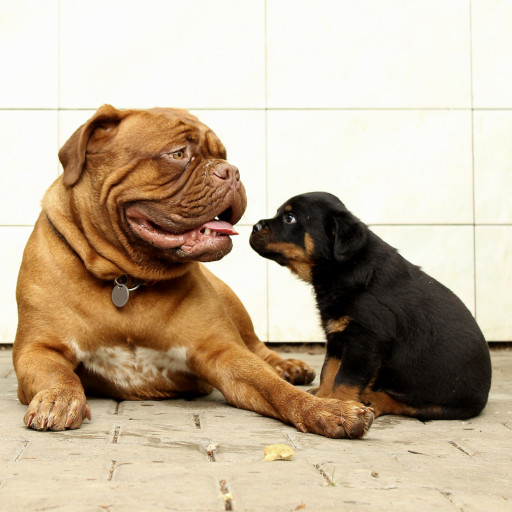 Big Dog vs. Small Dog: Which One is Right for You?