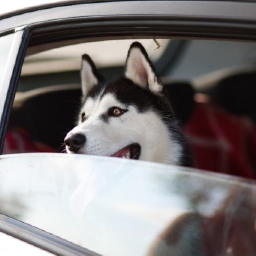 Breeds Which Are Stolen the Most