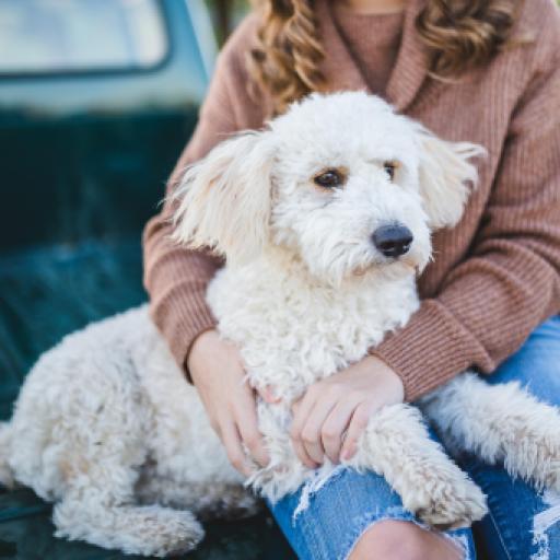 Can Dogs Tell if You’re a Good Person? What Science Says…