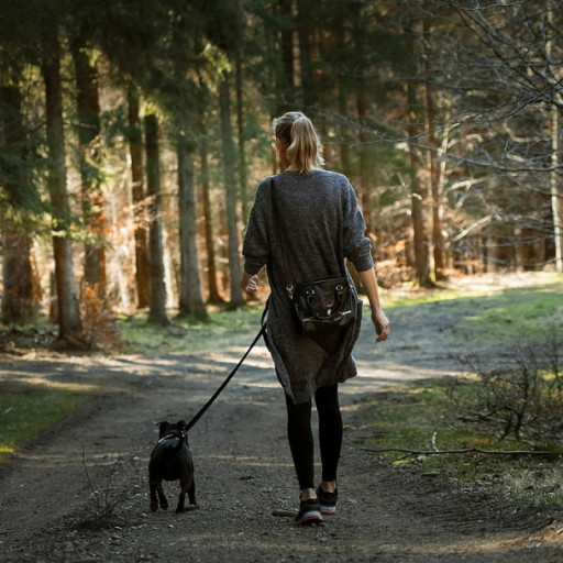 Can you walk your dog off a leash in Arizona? Here's what state law says