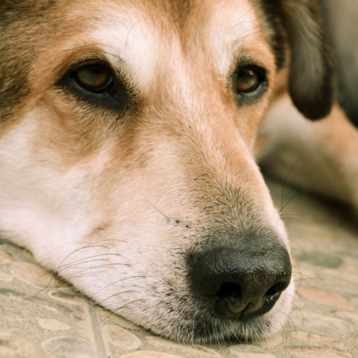 Dealing With Post-Pandemic Separation Anxiety in Dogs