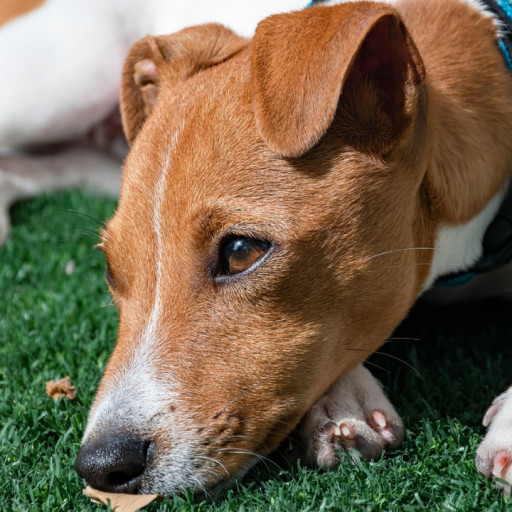Do Dog Flea Collars Work?
