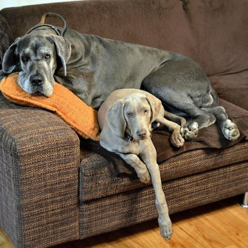 Do Great Dane Puppies Make Great Family Pets?
