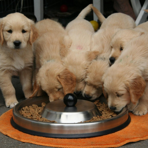 Does Licensing Increase Puppy Farming?