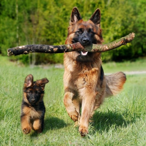 Dog Breeding for Beginners: Getting Started