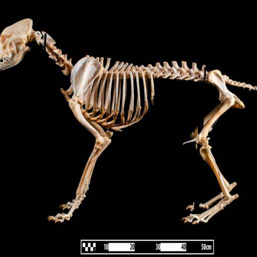 All Your Dog Skeleton Questions Answered