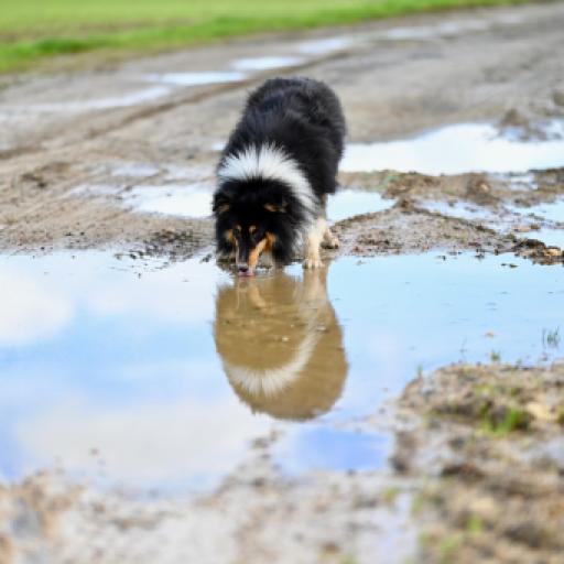 Dog Travel Guide to Mexico During Current Screwworm Outbreak
