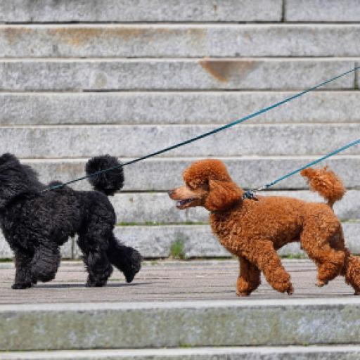 Dog Walking Injuries: What, How and Prevention Techniques