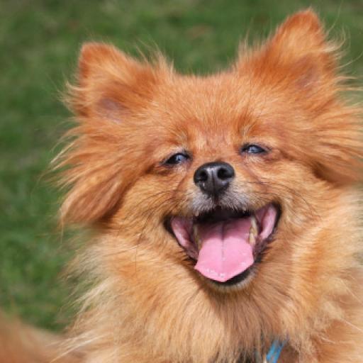 Dogs Have a Sense of Humor